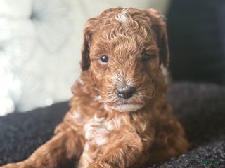 Toy Poodle dogs Toy Poodle Puppy 1 - Ad 26