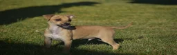 Chihuahua dogs for sale: Aiden - Ad 8