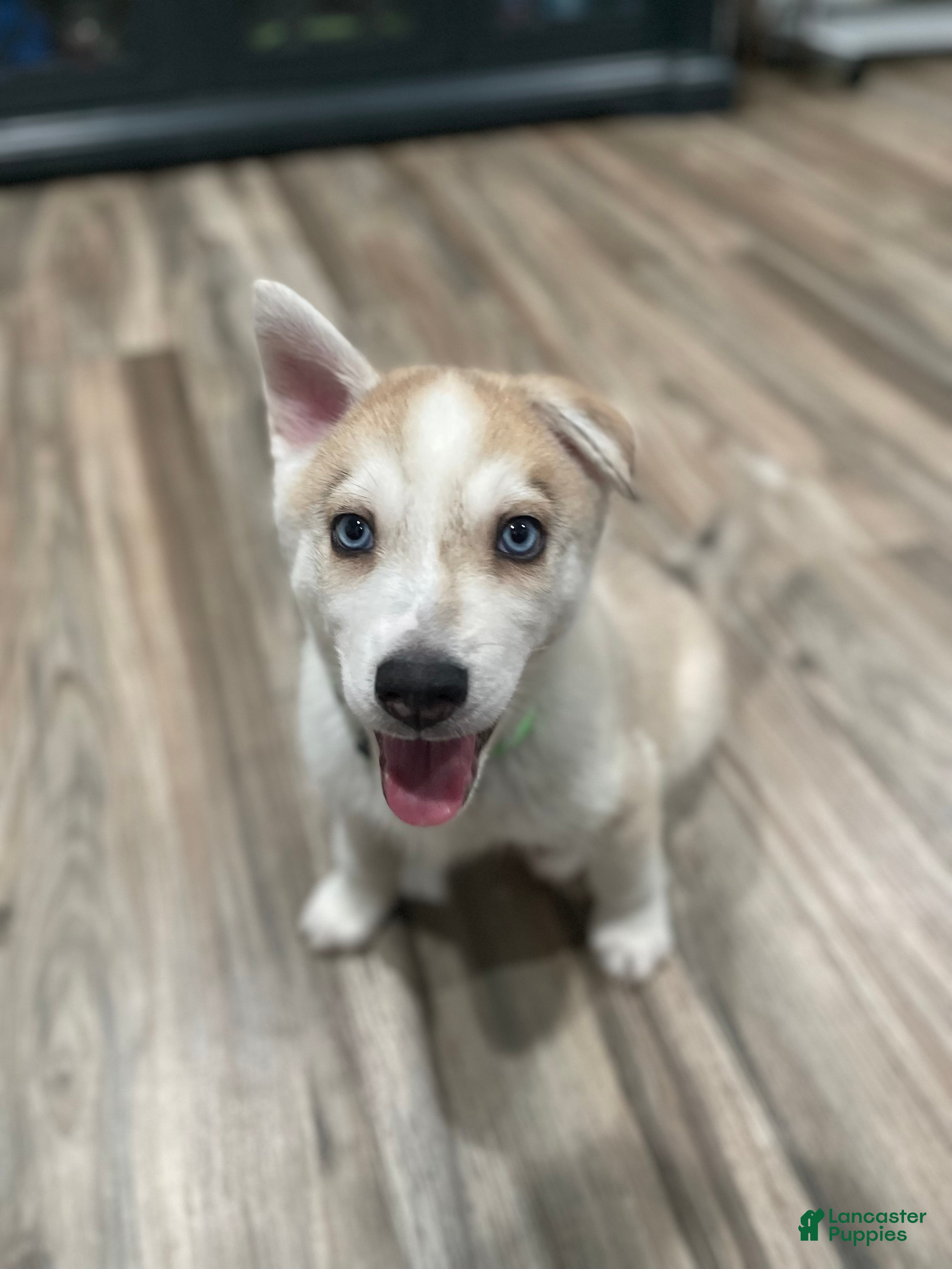 Mixed Breed dogs Mixed Breed Puppy 2 - Ad 22