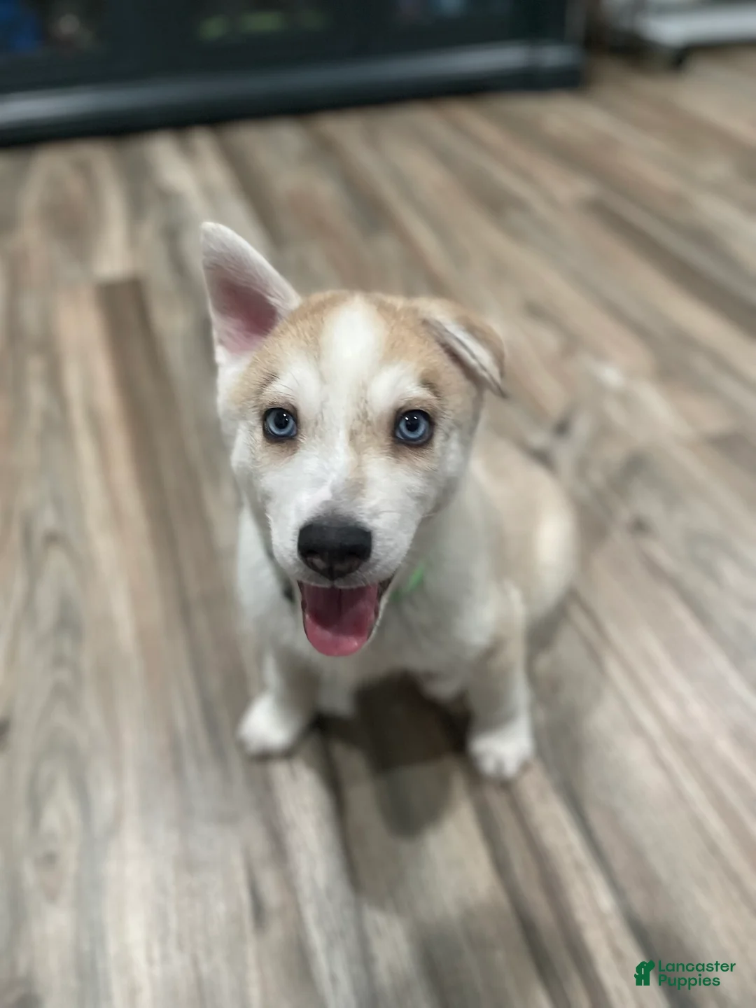 Mixed Breed dogs for sale: Mixed Breed Puppy 2 - Ad 1