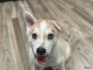 Mixed Breed dogs Mixed Breed Puppy 2 - Ad 22