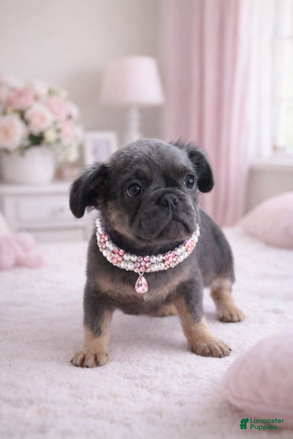 French Bulldog dogs Fluffy French Bulldog Puppy 2 - Ad 2