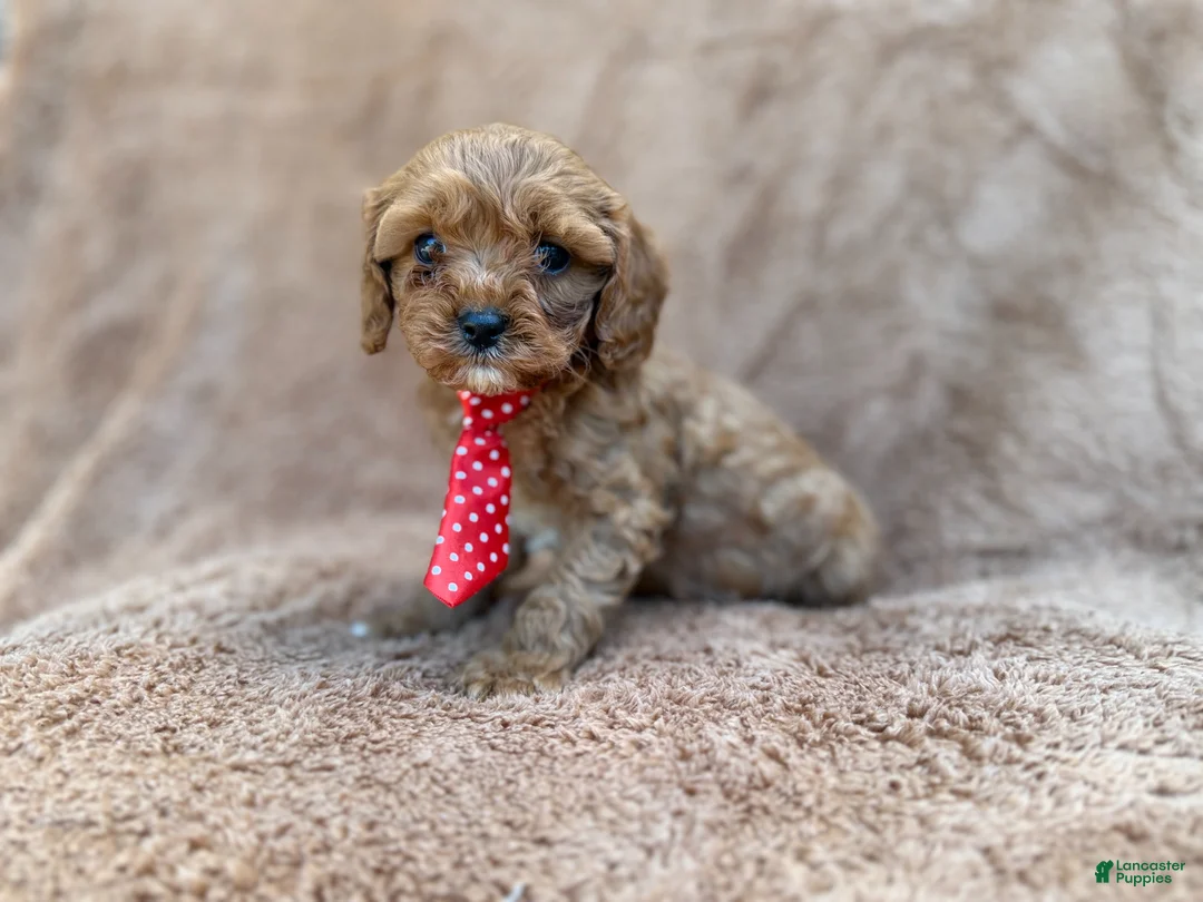 Cavapoo dogs for sale: Noah - Ad 10