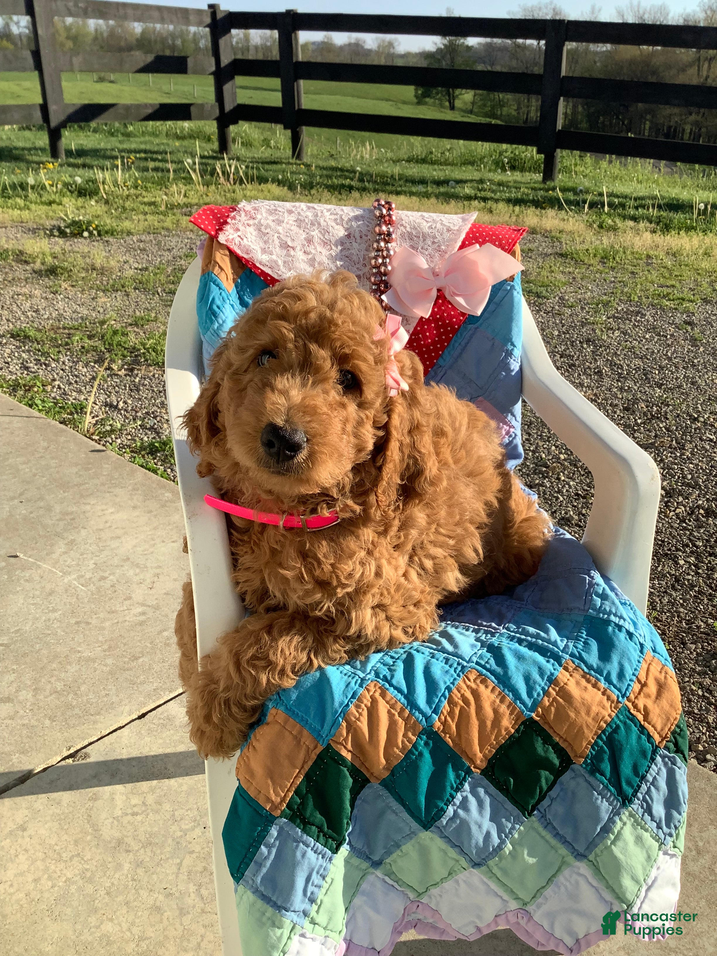 Goldendoodle dogs Goldendoodle Puppy 3 - Ad 2