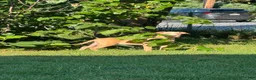 American Bully dogs for sale: Butterscotch - Ad 3