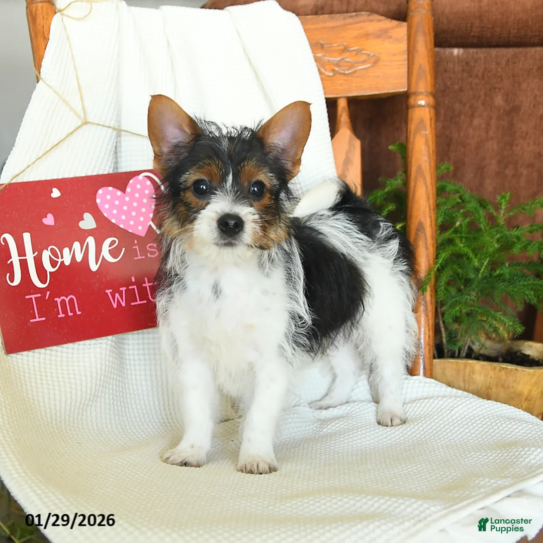 Yorkiepoo dogs for sale: Bear - Ad 1