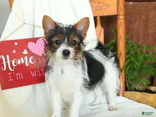 Yorkiepoo dogs Bear - Ad 9