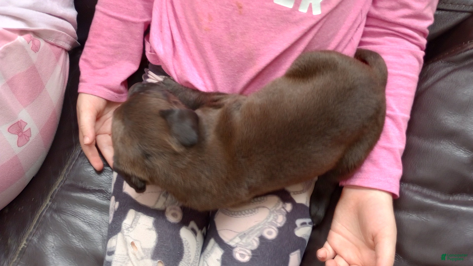 American Bully dogs Kennedy Blades - Ad 28