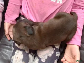 American Bully dogs Kennedy Blades - Ad 28