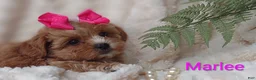 Shihpoo dogs for sale: Shihpoo Puppy 7 Marlee - Ad 4