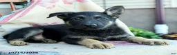 German Shepherd dogs for sale: Asher - Ad 5
