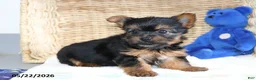 Yorkshire Terrier dogs for sale: Rosie - Ad 3