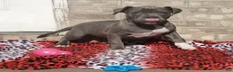 American Bully dogs for sale: SNOOP DOGG - Ad 6