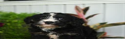 Mini Bernedoodle dogs for sale: Ruffles - Ad 5