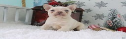 French Bulldog dogs for sale: Sheila - Ad 2