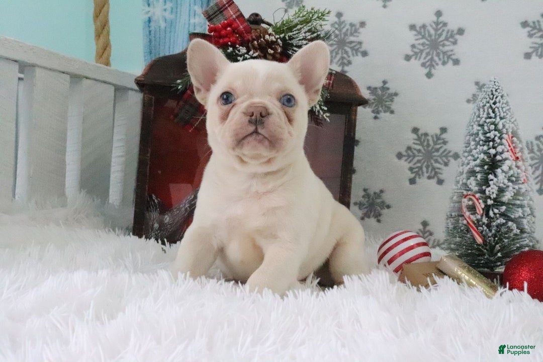 French Bulldog dogs for sale: Sheila - Ad 2