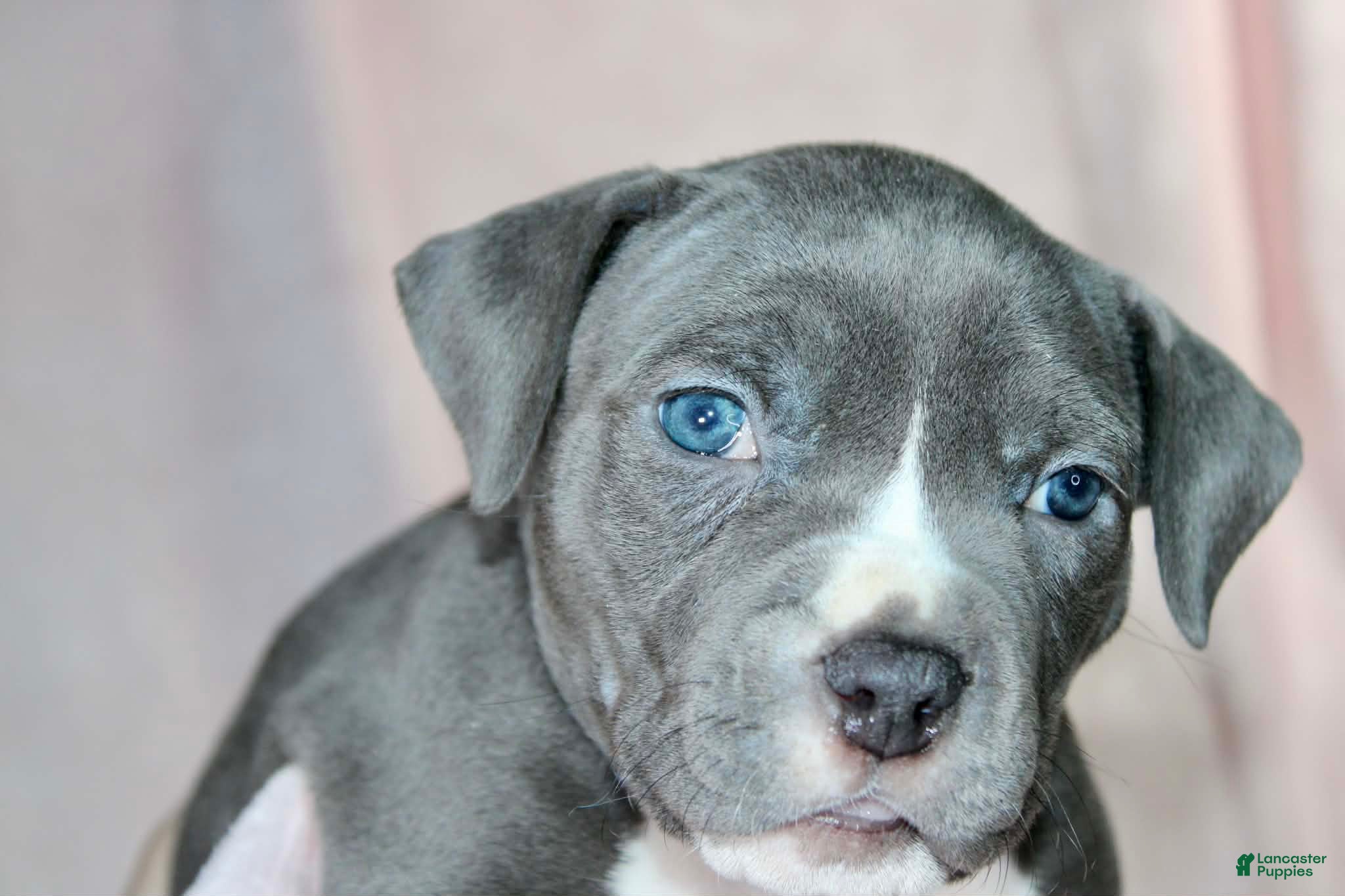 American Bully dogs for sale: Mileena - Ad 2
