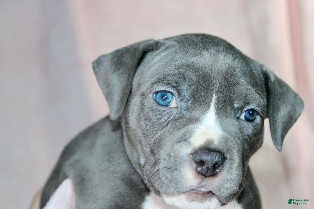 American Bully dogs for sale: Mileena - Ad 1