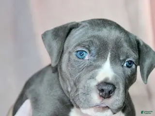 American Bully dogs for sale: Mileena - Ad 2