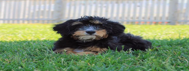 Mocha 