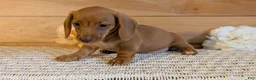 Miniature Dachshund dogs for sale: Honey - Ad 4