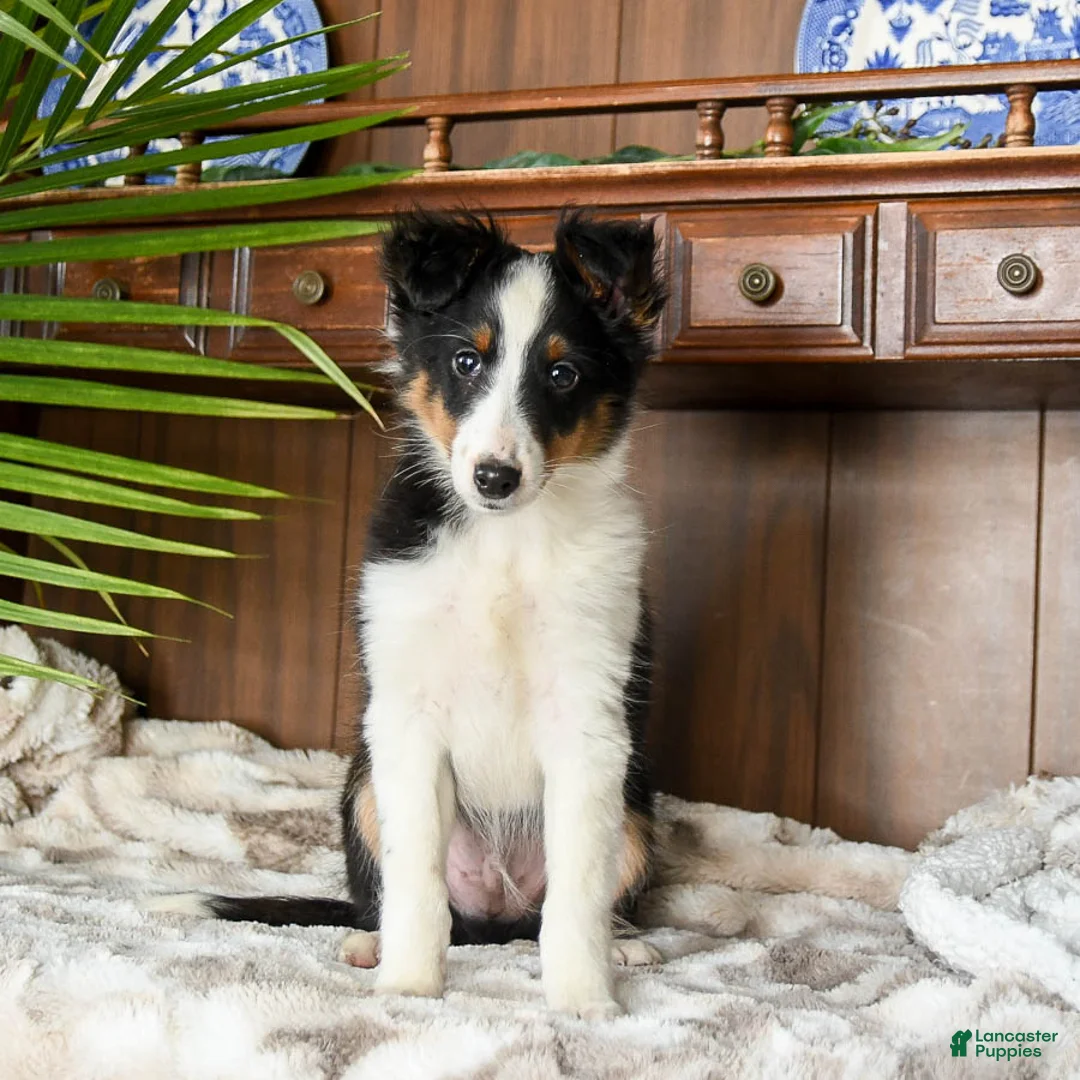 Shetland Sheepdog dogs for sale: Ken  - Ad 4