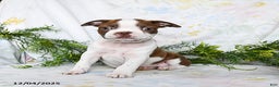Boston Terrier dogs for sale: Barney - Ad 5