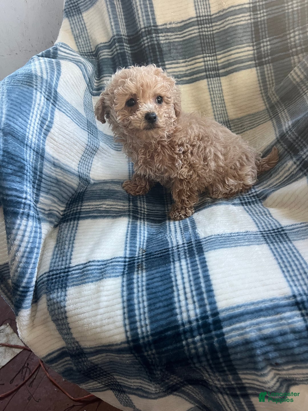 Shihpoo dogs for sale: Shihpoo Puppy 1 - Ad 7