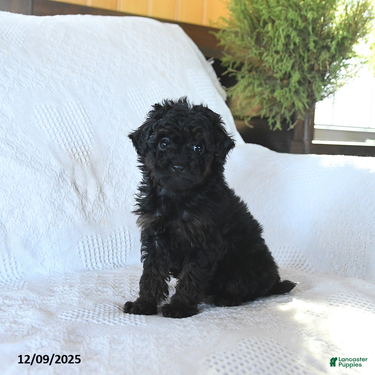 Miniature Poodle dogs Paris - Ad 20