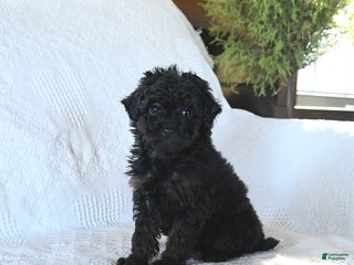 Miniature Poodle dogs Paris - Ad 17