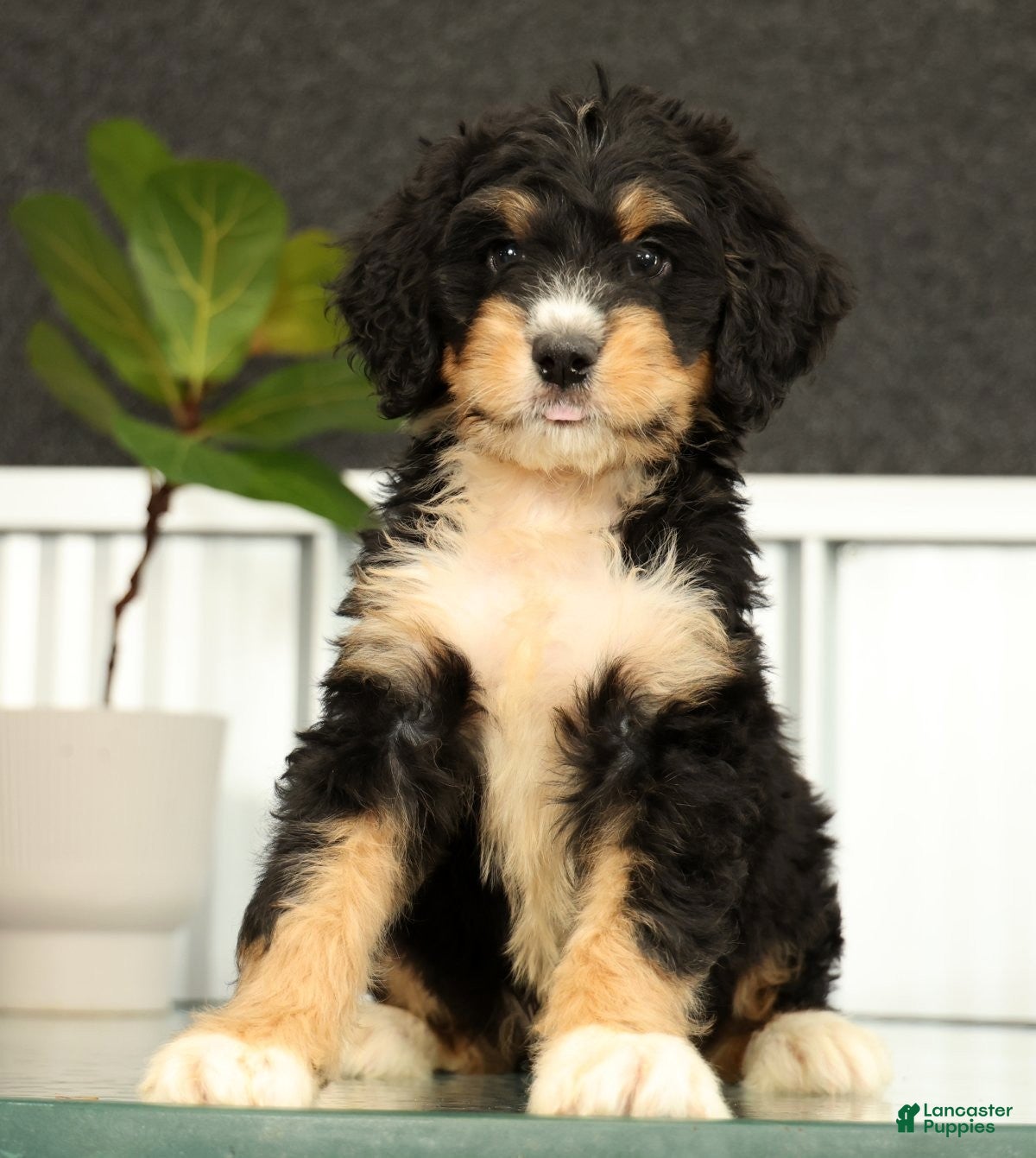 Mini Bernedoodle dogs Freddie - Ad 2