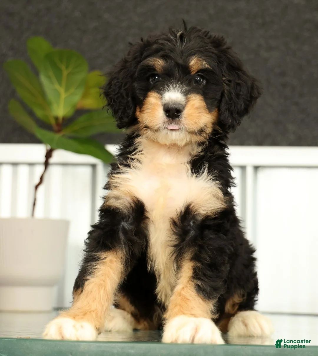 Mini Bernedoodle dogs for sale: Freddie - Ad 2