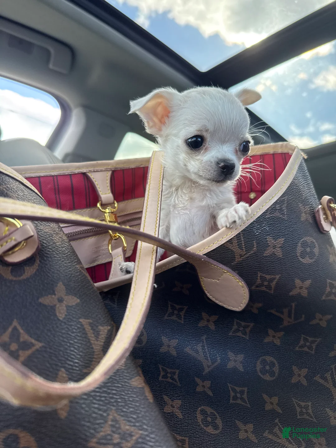 Chihuahua dogs for sale:  Puppy 1 - Ad 2