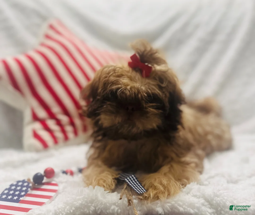 Teddy Bear dogs for sale: Teddy Bear Puppy Tan female - Ad 1