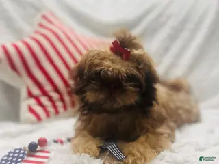 Teddy Bear dogs Teddy Bear Puppy Tan female - Ad 36