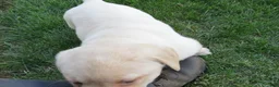 Labrador Retriever dogs for sale: Labrador Retriever Puppy 3 - Ad 13