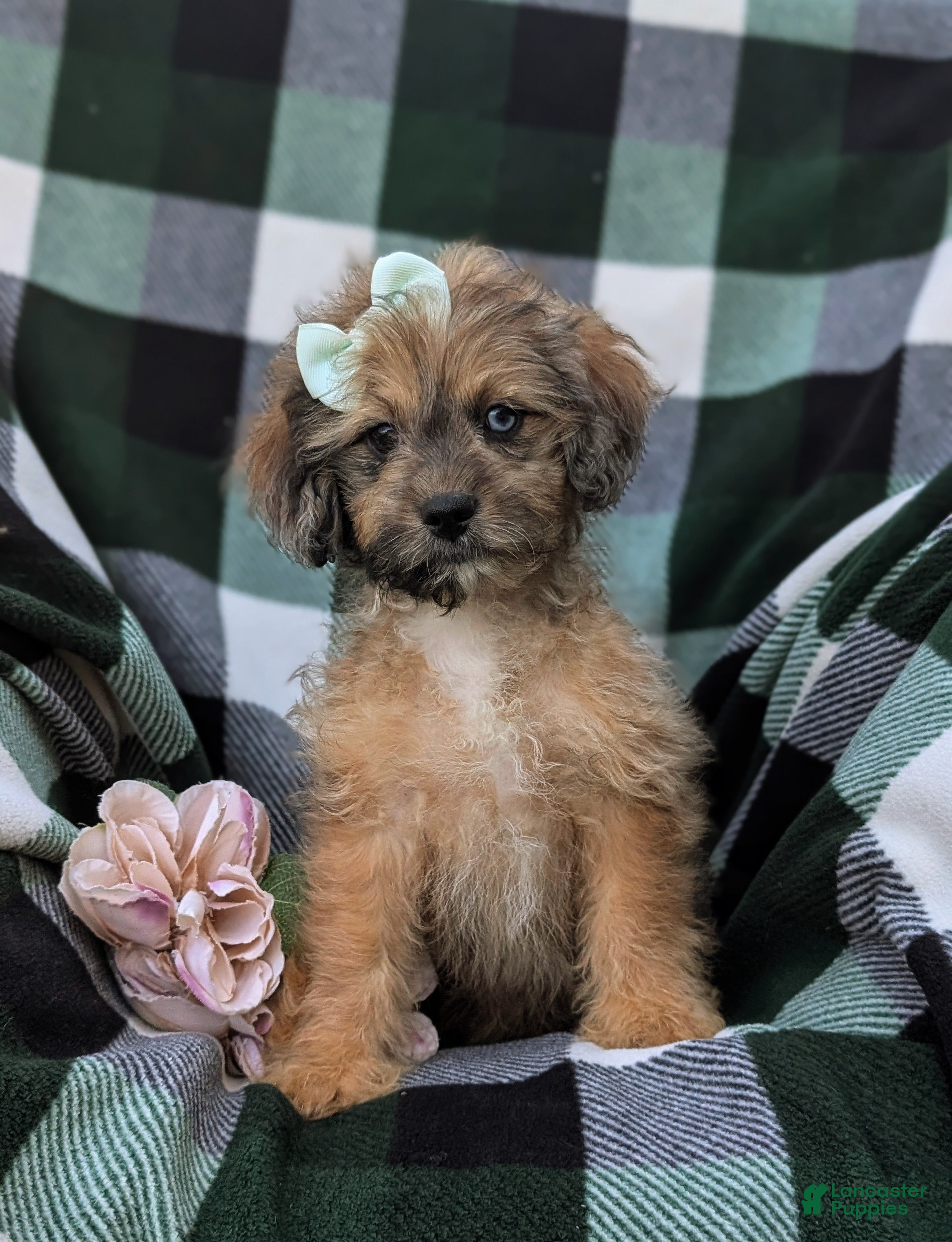 Adult Shihpoo Puppies for sale Lancaster Puppies