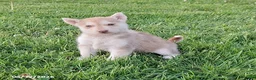 Gerberian Shepsky dogs for sale: Rusty - Ad 1