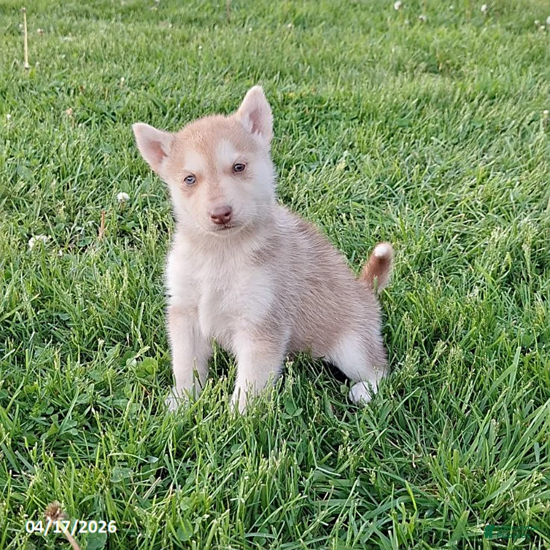 Gerberian Shepsky dogs for sale: Rusty - Ad 1
