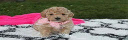 Bichpoo dogs for sale: Aubrey - Ad 15