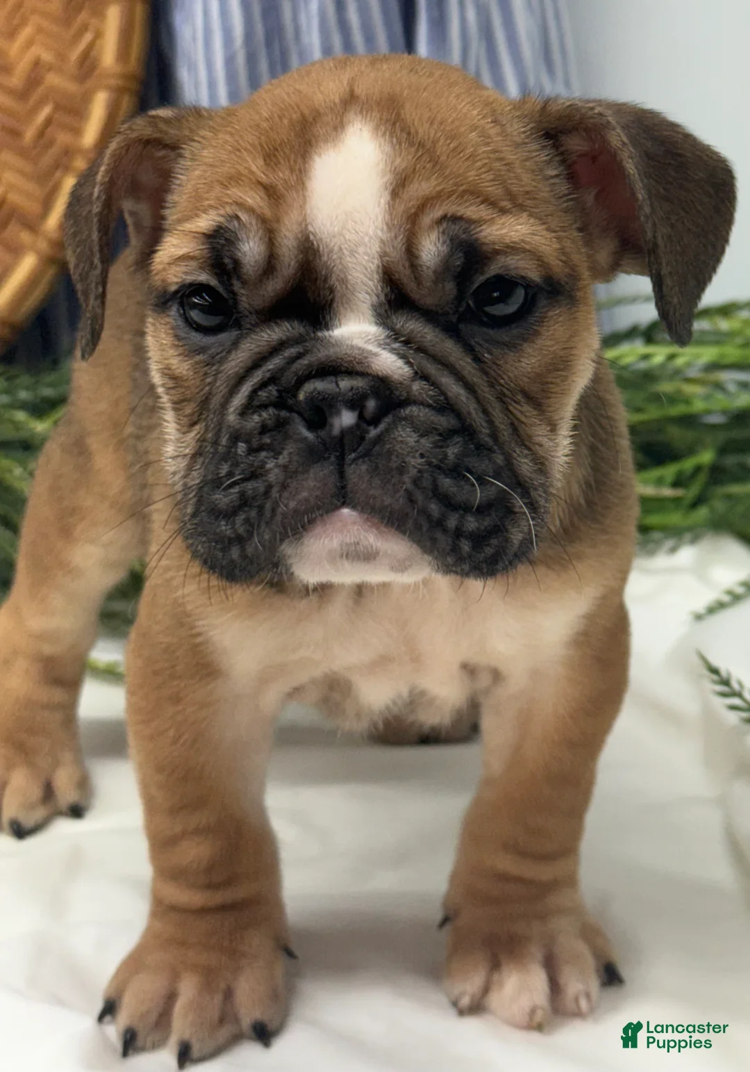 English Bulldog dogs for sale: Sage - Ad 2