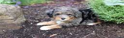 Mini Bernedoodle dogs for sale: Zoey - Ad 6
