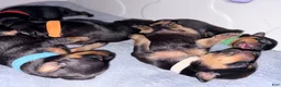 Miniature Pinscher dogs for sale: Luke - Ad 32