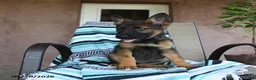 German Shepherd dogs for sale: Gretel - Ad 2