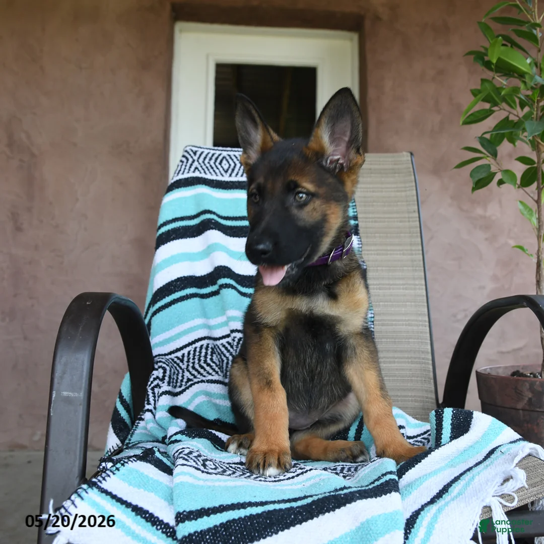 German Shepherd dogs for sale: Gretel - Ad 2