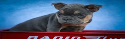Frenchton dogs for sale: Peaches 🍑 — A Charming F2 Frenchton Puppy! - Ad 15