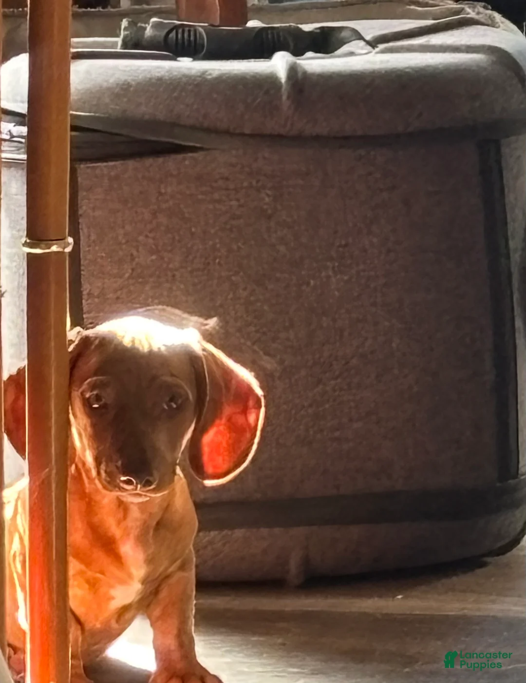 Dachshund dogs for sale: Chonky Nugget - Ad 2