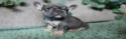 French Bulldog dogs for sale: Fredrick - Ad 6