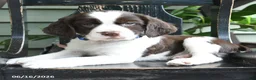 English Springer Spaniel dogs for sale: Lancing - Ad 3