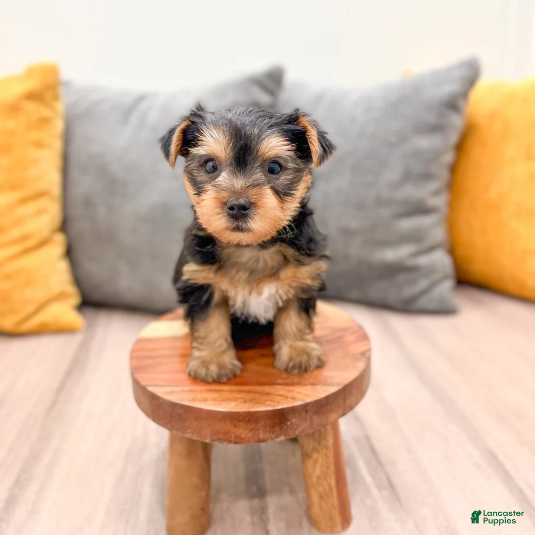 Yorkshire Terrier dogs for sale: Dash - Ad 8